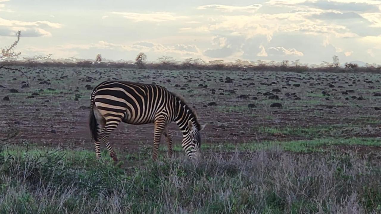 Hotel Little Amanya Camp Amboseli-Nationalpark Exterior foto